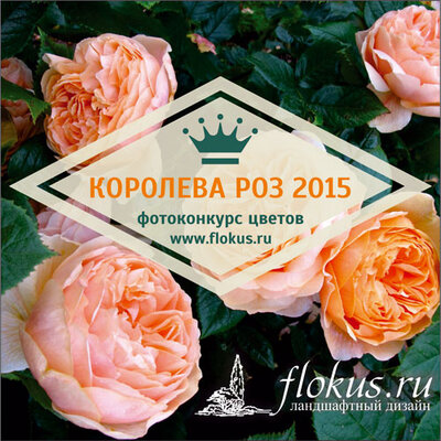 ФОТОКОНКУРС «Королева роз 2015»! За первое место — книга в подарок!