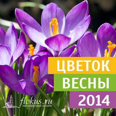 ВНИМАНИЕ, КОНКУРС! «Цветок весны 2014»