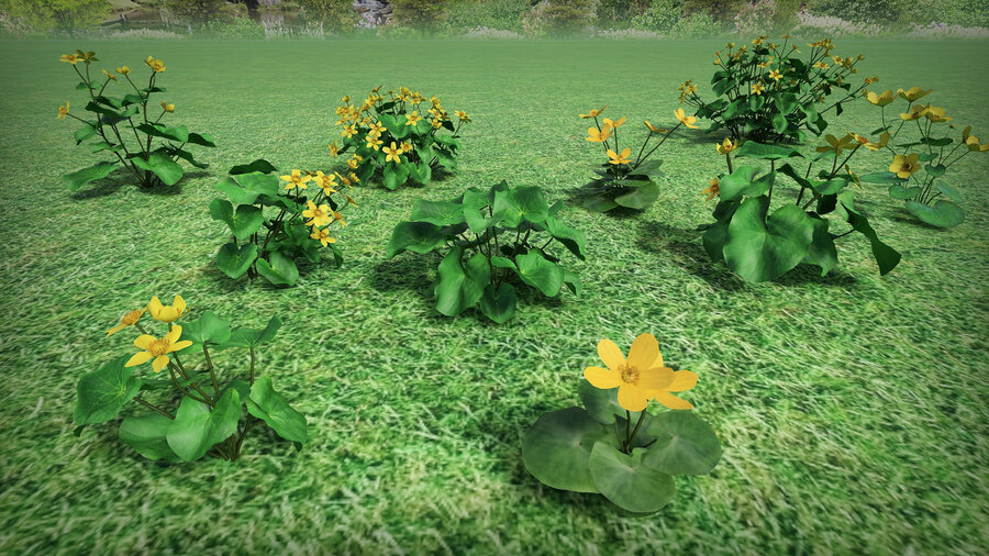 Примеры 3d моделей из базы растений «Калужница» для Realtime landscaping architect. Дополнительная библиотека моделей растений flokus.ru