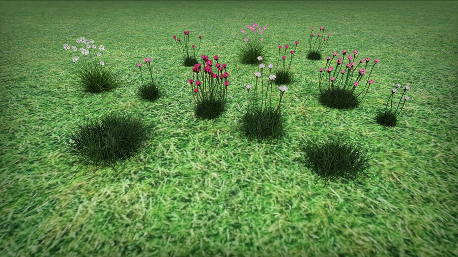 Примеры 3d моделей из базы растений «Армерия» для Realtime landscaping architect. Armeria 3d plant model - flokus base