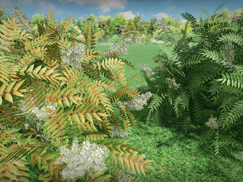 Рябинник рябинолистный 3D-модель (Sorbaria sorbifolia 3d model) для ландшафтной программы Realtime Landscaping architect. Дополнительные базы flokus.ru - Илья Филичев