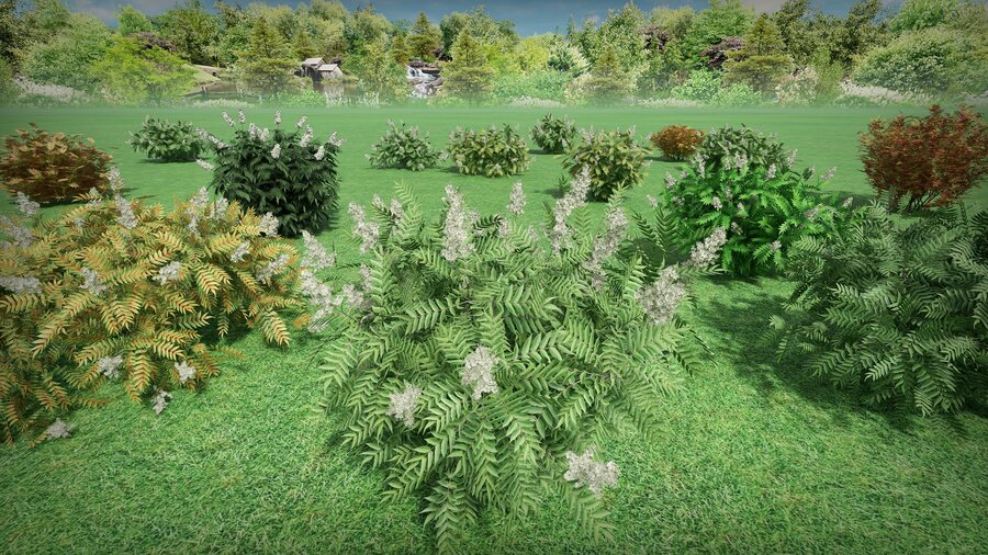 Примеры растений из база 3d моделей растений «Рябинник рябинолистный» (Sorbaria sorbifolia model) для Realtime Landscaping Architect. Дополнительные базы flokus.ru