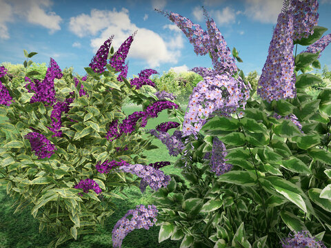 Буддлея с пёстрыми листьями в 3D для Realtime Landscaping Architect — модели сортов Buddleja davidii Franch и Buddleja davidii Santana с вариегатной листвой, 3D variegated Buddleja plants for RLA. Flokus.ru