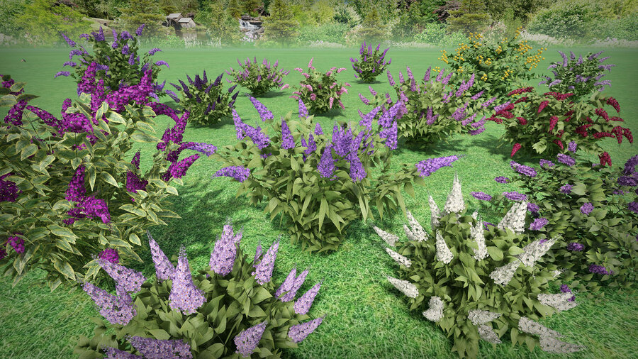 База 3D-моделей Буддлеи (Buddleja) для Realtime Landscaping Architect — 28 растений разных сортов и расцветок, 3D Buddleja models collection for Realtime Landscaping Architect, база растений RLA. Базы растений flokus.ru