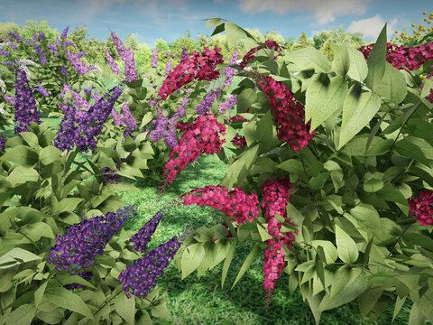 3D-модели Буддлеи (Buddleja) для Realtime Landscaping Architect — детализированные соцветия и листья растения в базе 3D моделей, close-up Buddleja 3D model for RLA. Сайт flokus.ru